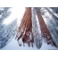 Ձմեռային անտառ