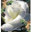 White rose for you!