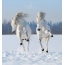 Caii în zăpadă