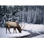 Elk in winter forest