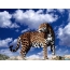 Leopardu nantu à u desktop