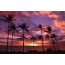 Lilac sunset, palm trees