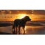 Dog on the beach sunset