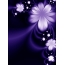 Flowers on a purple background