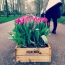 Tulips in a box