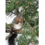 Squirrel on the Christmas tree