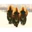 American bison. <img class = "alignnone size-large