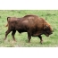 Female bison with calf