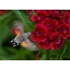 Hummingbirds, flowers