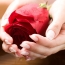 Red rose in the hands