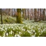 Snowdrops in the forest