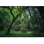 Beautiful forest on the desktop