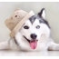 Husky wearing a hat