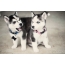 Two puppies husky