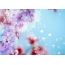 آپ کے ڈیسک ٹاپ پر پھولوں کے ساتھ خوبصورت تصویر