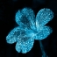 Beautiful flower, dew drops