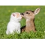 Kitten and fawn