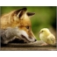 Fox and chicken