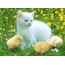 Kitten and chickens