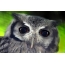 Gray owl
