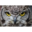 Owl full screen