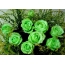 Lime roses