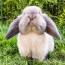 Cute rabbit