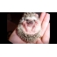 Decorative hedgehog