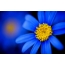 Blue flower full screen