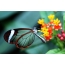 Butterfly me krahë transparente