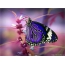 Butterfly në një lule