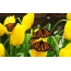 Butterflies, yellow tulips