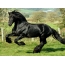 Must hobune