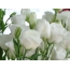 Balti ziedi