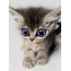 Kitten with big eyes