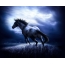 Beautiful horse on the desktop