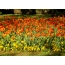 Flower bed ng tulips