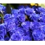 Modre vrtnice na namizju