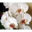 Screensaver on the desktop white orchid