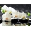 White orchid on black stones