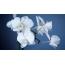 White orchid on blue background