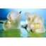 Orchid, water