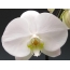 White orchid full screen