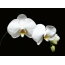 White orchid on a black background