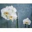 Orchids on a gray background