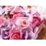 Beautiful roses on the desktop