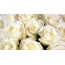 White roses on the desktop