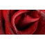 Red rose on the desktop
