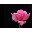 Pink rose on black screen