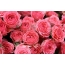 Rožinės rožės ant darbastalio